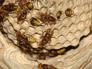 Общие свойства пчелиного воска