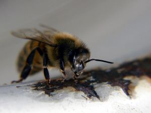 Полезные свойства пчелиного яда