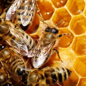Лечение продуктами пчеловодства