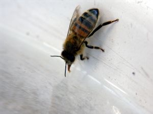 Применение пчелиного яда