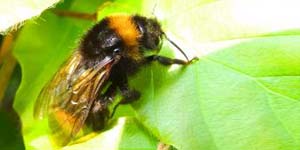 Противопоказания для применения пчелиного яда
